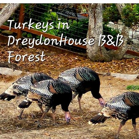 Dreydon House Bed And Breakfast Cambria Eksteriør bilde