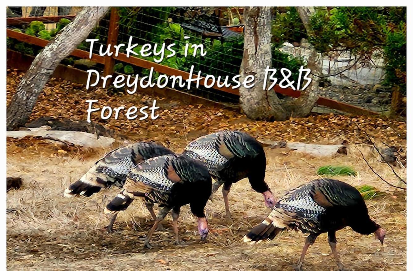 Dreydon House Bed And Breakfast Cambria Eksteriør bilde